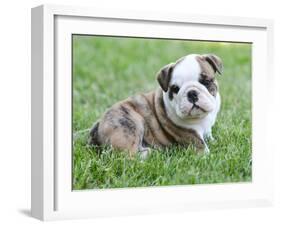 Cute English Bulldog Puppy in the Grass-Willee Cole-Framed Photographic Print