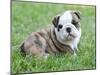 Cute English Bulldog Puppy in the Grass-Willee Cole-Mounted Photographic Print