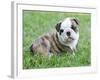 Cute English Bulldog Puppy in the Grass-Willee Cole-Framed Photographic Print