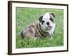 Cute English Bulldog Puppy in the Grass-Willee Cole-Framed Photographic Print