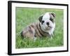 Cute English Bulldog Puppy in the Grass-Willee Cole-Framed Photographic Print