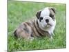 Cute English Bulldog Puppy in the Grass-Willee Cole-Mounted Photographic Print