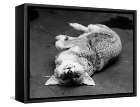 Cute Fox-null-Framed Stretched Canvas