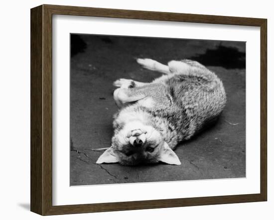 Cute Fox-null-Framed Photographic Print