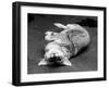 Cute Fox-null-Framed Photographic Print