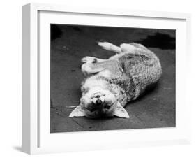 Cute Fox-null-Framed Photographic Print