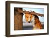 Cute Funny Dog Stucks Her Tongue-Ksuksa-Framed Photographic Print