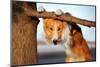 Cute Funny Dog Stucks Her Tongue-Ksuksa-Mounted Photographic Print