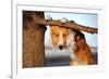 Cute Funny Dog Stucks Her Tongue-Ksuksa-Framed Photographic Print