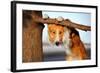 Cute Funny Dog Stucks Her Tongue-Ksuksa-Framed Photographic Print