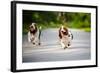 Cute Funny Dogs Basset Hound Running on the Road-Ksenia Raykova-Framed Photographic Print