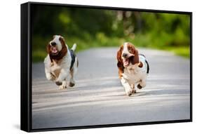 Cute Funny Dogs Basset Hound Running on the Road-Ksenia Raykova-Framed Stretched Canvas