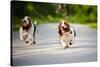 Cute Funny Dogs Basset Hound Running on the Road-Ksenia Raykova-Stretched Canvas