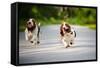 Cute Funny Dogs Basset Hound Running on the Road-Ksenia Raykova-Framed Stretched Canvas
