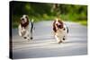 Cute Funny Dogs Basset Hound Running on the Road-Ksenia Raykova-Stretched Canvas