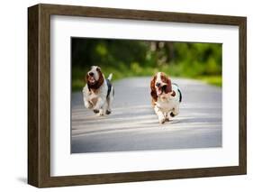 Cute Funny Dogs Basset Hound Running on the Road-Ksenia Raykova-Framed Photographic Print