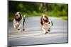 Cute Funny Dogs Basset Hound Running on the Road-Ksenia Raykova-Mounted Photographic Print