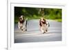 Cute Funny Dogs Basset Hound Running on the Road-Ksenia Raykova-Framed Photographic Print