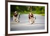 Cute Funny Dogs Basset Hound Running on the Road-Ksenia Raykova-Framed Photographic Print