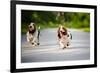 Cute Funny Dogs Basset Hound Running on the Road-Ksenia Raykova-Framed Photographic Print