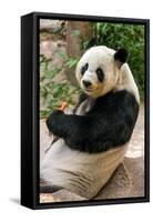 Cute Giant Panda Eating Bamboo-mazzzur-Framed Stretched Canvas