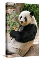 Cute Giant Panda Eating Bamboo-mazzzur-Stretched Canvas