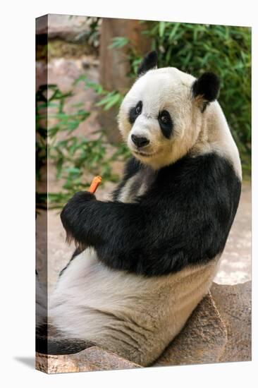 Cute Giant Panda Eating Bamboo-mazzzur-Stretched Canvas