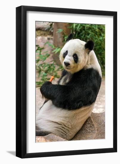 Cute Giant Panda Eating Bamboo-mazzzur-Framed Photographic Print