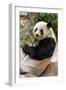 Cute Giant Panda Eating Bamboo-mazzzur-Framed Photographic Print