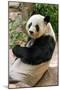 Cute Giant Panda Eating Bamboo-mazzzur-Mounted Photographic Print