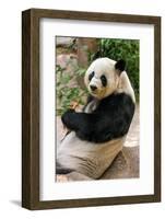 Cute Giant Panda Eating Bamboo-mazzzur-Framed Photographic Print