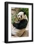 Cute Giant Panda Eating Bamboo-mazzzur-Framed Photographic Print