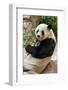 Cute Giant Panda Eating Bamboo-mazzzur-Framed Photographic Print