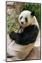 Cute Giant Panda Eating Bamboo-mazzzur-Mounted Photographic Print