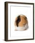 Cute Guinea Pig on White Background-Picture Partners-Framed Photographic Print