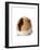 Cute Guinea Pig on White Background-Picture Partners-Framed Photographic Print