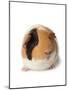 Cute Guinea Pig on White Background-Picture Partners-Mounted Photographic Print