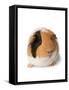 Cute Guinea Pig on White Background-Picture Partners-Framed Stretched Canvas