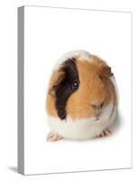 Cute Guinea Pig on White Background-Picture Partners-Stretched Canvas