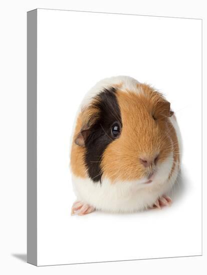 Cute Guinea Pig on White Background-Picture Partners-Stretched Canvas