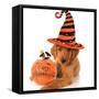 Cute Halloween Puppy with a Pumpkin-Hannamariah-Framed Stretched Canvas