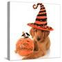 Cute Halloween Puppy with a Pumpkin-Hannamariah-Stretched Canvas