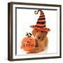 Cute Halloween Puppy with a Pumpkin-Hannamariah-Framed Photographic Print