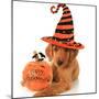 Cute Halloween Puppy with a Pumpkin-Hannamariah-Mounted Photographic Print