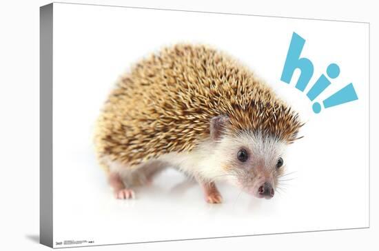 Cute Hedgehog - Hi!-Trends International-Stretched Canvas