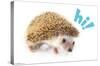 Cute Hedgehog - Hi!-Trends International-Stretched Canvas