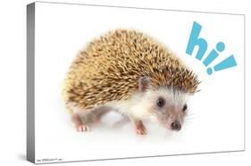 Cute Hedgehog - Hi!-Trends International-Stretched Canvas