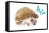 Cute Hedgehog - Hi!-Trends International-Framed Stretched Canvas
