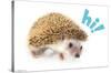 Cute Hedgehog - Hi!-Trends International-Stretched Canvas