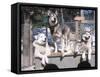 Cute Huskies in Dog Kennel-null-Framed Stretched Canvas